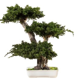 Bonsaï Juniperus 50 cm