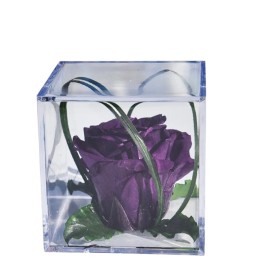 Rose pourpre Melchor stabilisée