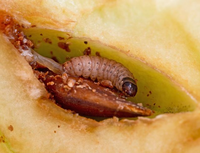 nématodes SF vers
