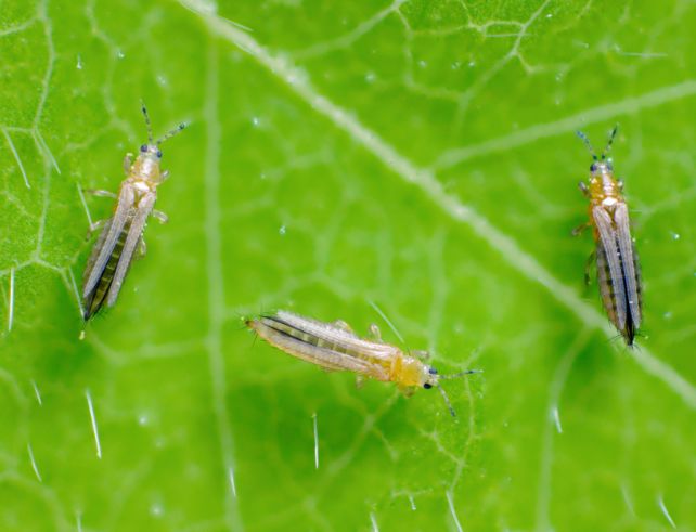 traitement nématodes SF