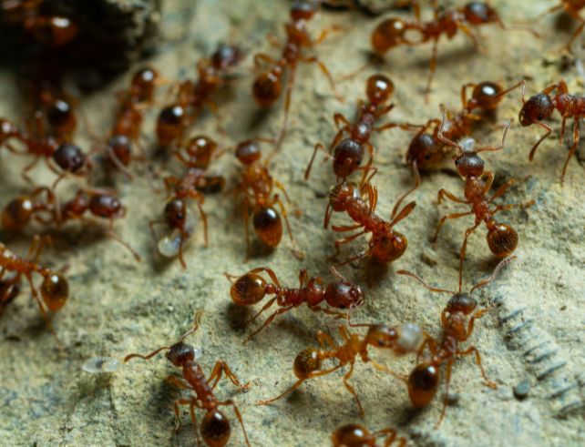 nematodes SF fourmis