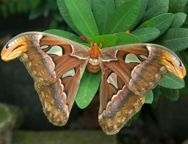 nématodes pyrale
