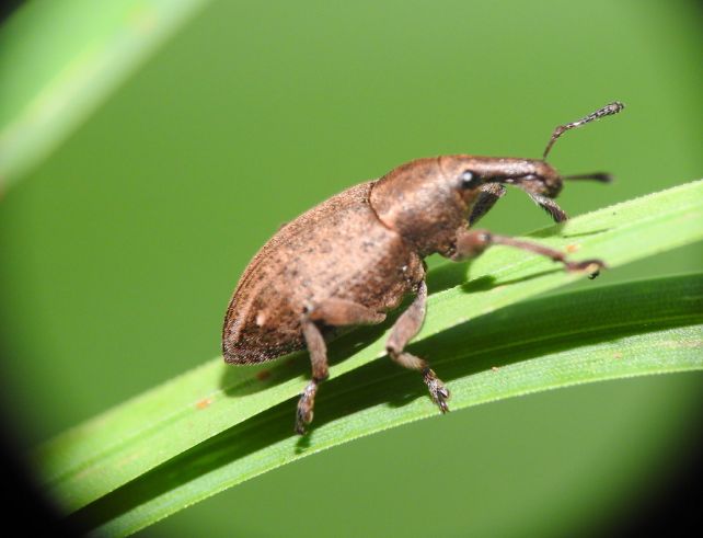traitement charançon nématode