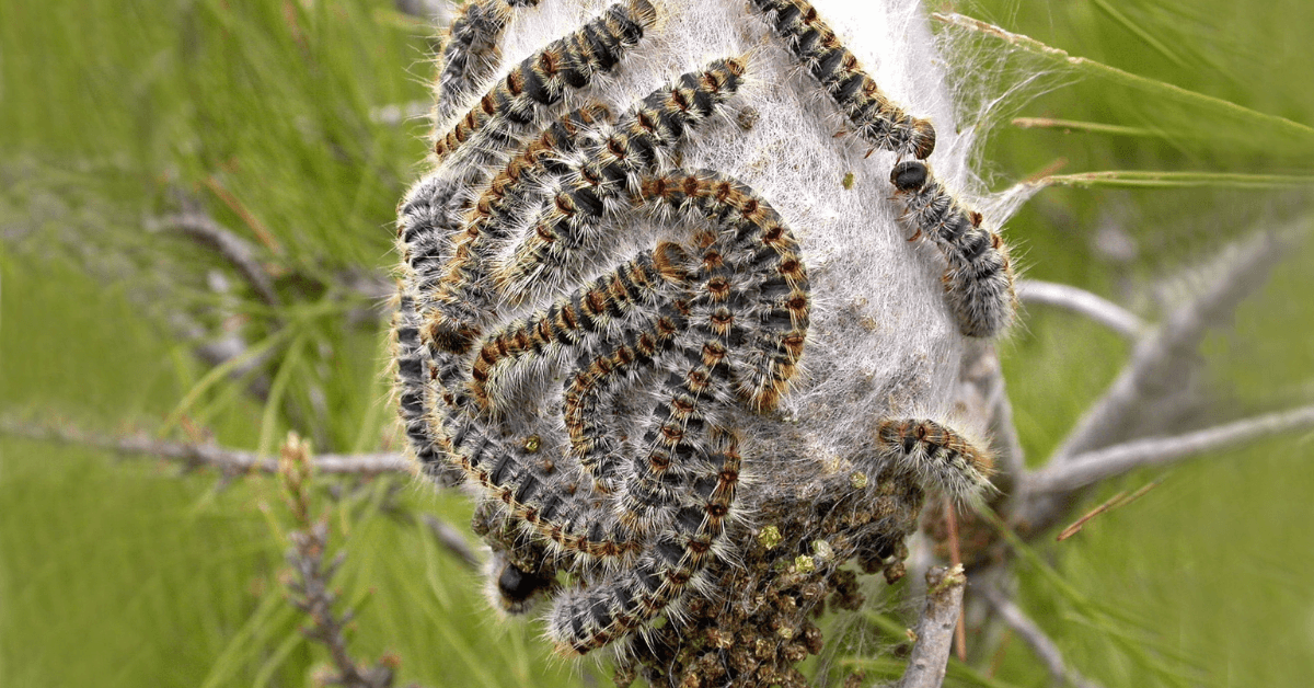 chenille processionnaire du pin 