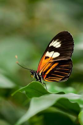 Papillon Belle Dame
