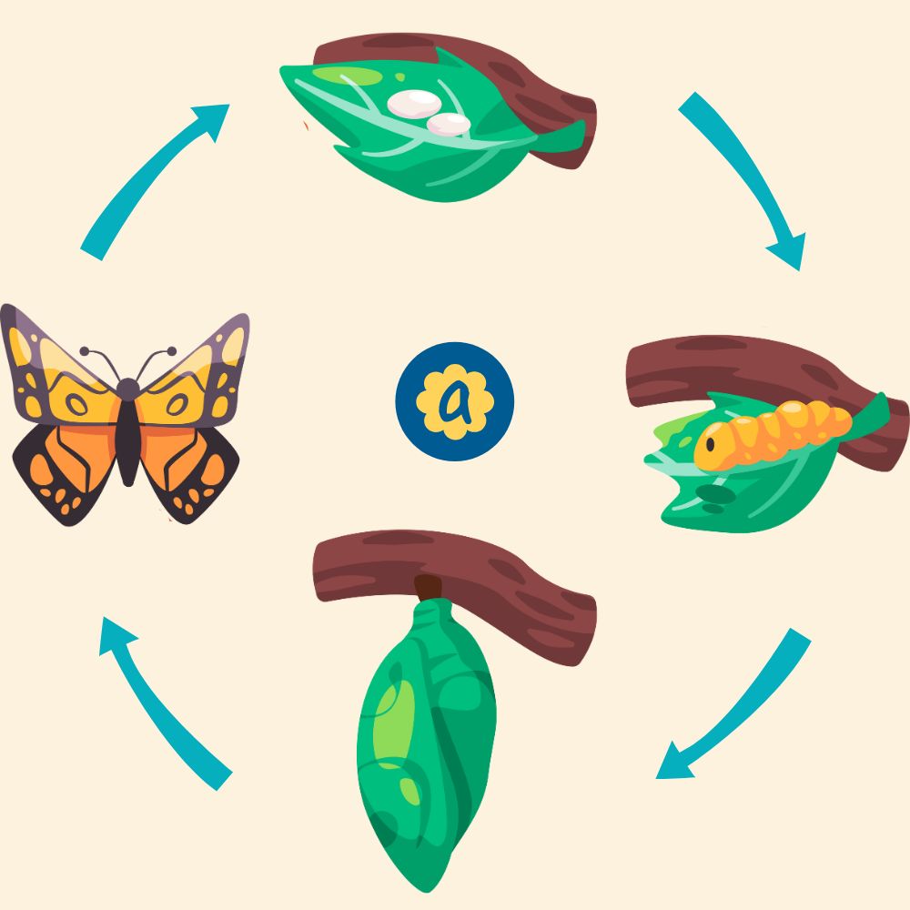 Le cycle de vie du papillon