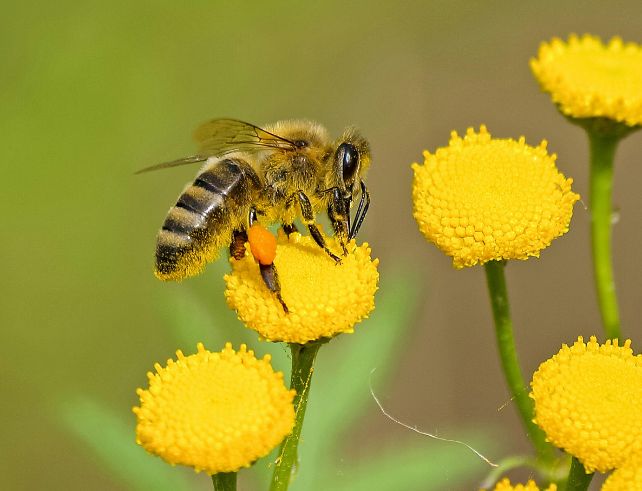 abeille sur une fleur