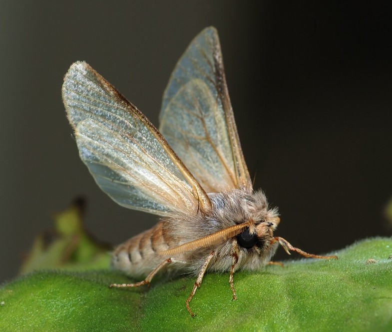 papillon chenille processionnaire