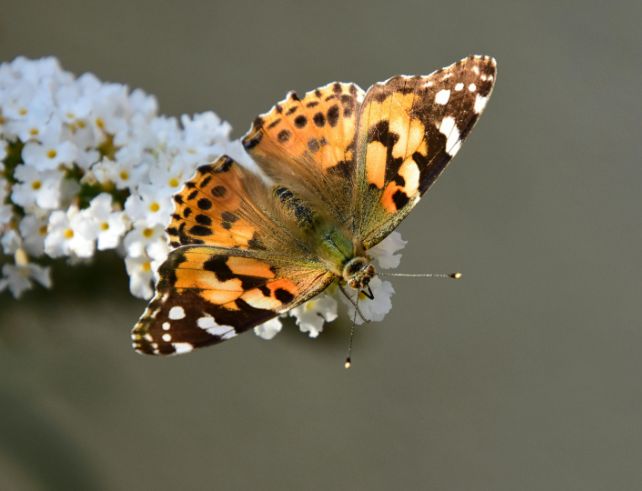 Papillon Belle dame