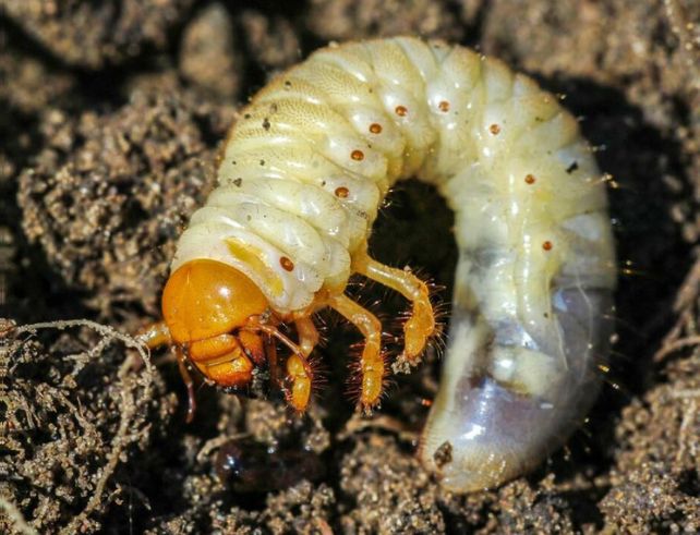nematodes HB vers blanc