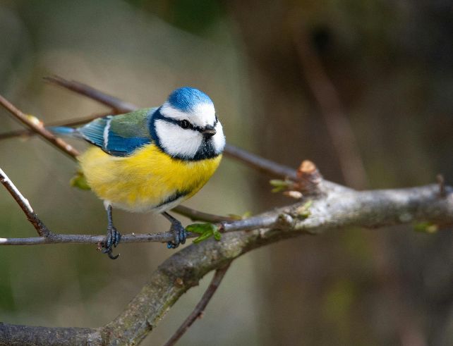 Mésange bleue