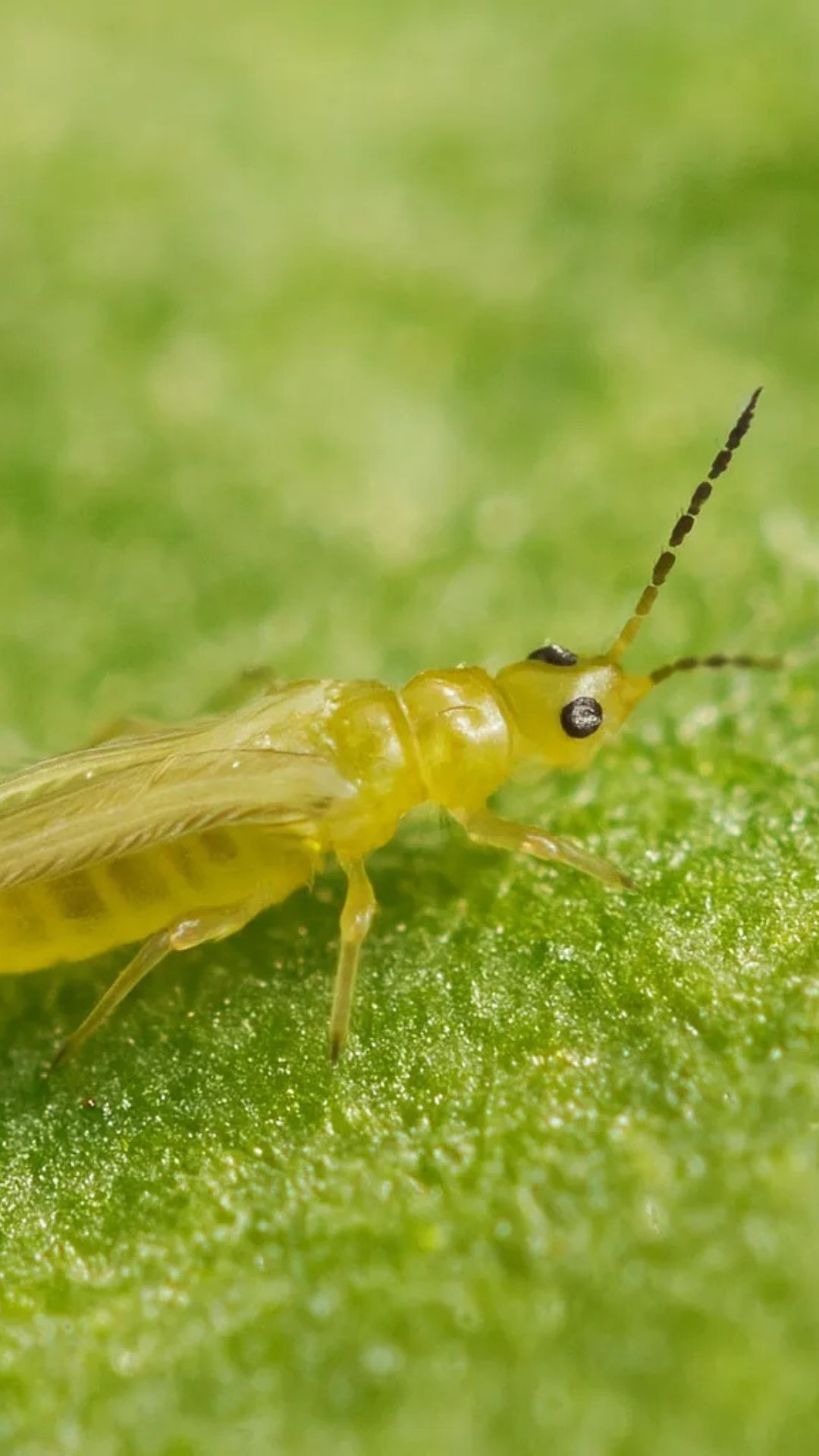 Thrips