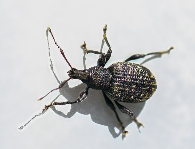 nematodes HB otiorhynques