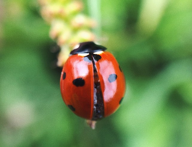 Coccinelles adultes ou larves : quel anti-pucerons choisir ?