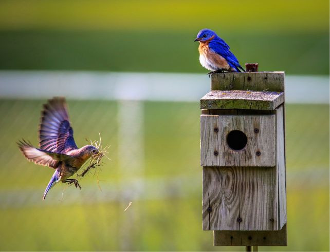 Nichoirs à oiseaux : pourquoi sont-ils essentiels pour la biodiversité locale ?