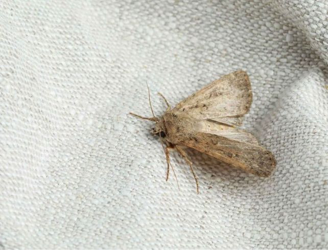 Trichogrammes anti-mites : fonctionnement, avantages et guide d’utilisation