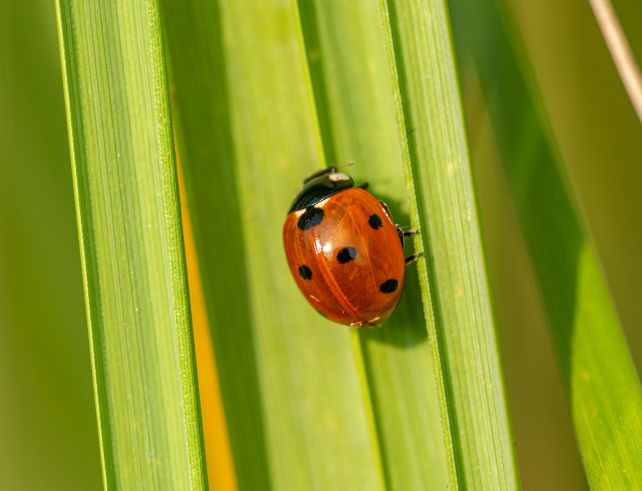 Tout savoir sur les kits d’élevage de coccinelles