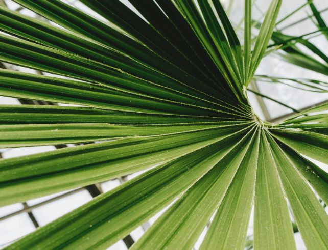 Nématodes : Une arme naturelle contre le charançon rouge du palmier