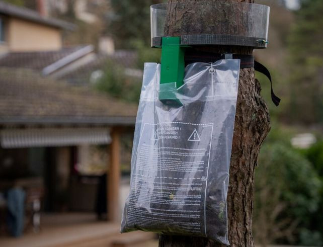 Comment monter le piège Procerex contre les chenilles processionnaires du pin ?